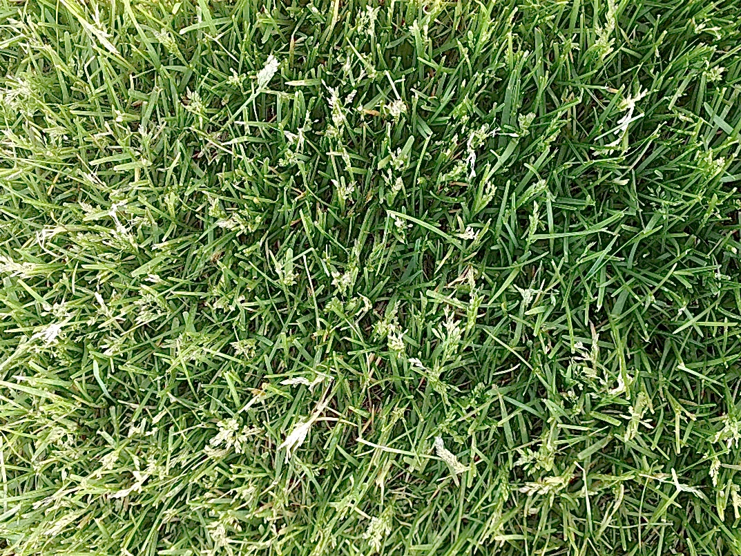 Можно ли укладывать рулонный газон в дождливую погоду: советы и рекомендации