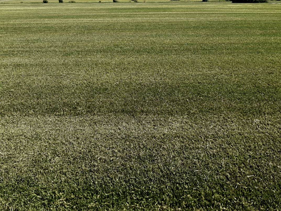 Как правильно подготовить участок под устройство газона