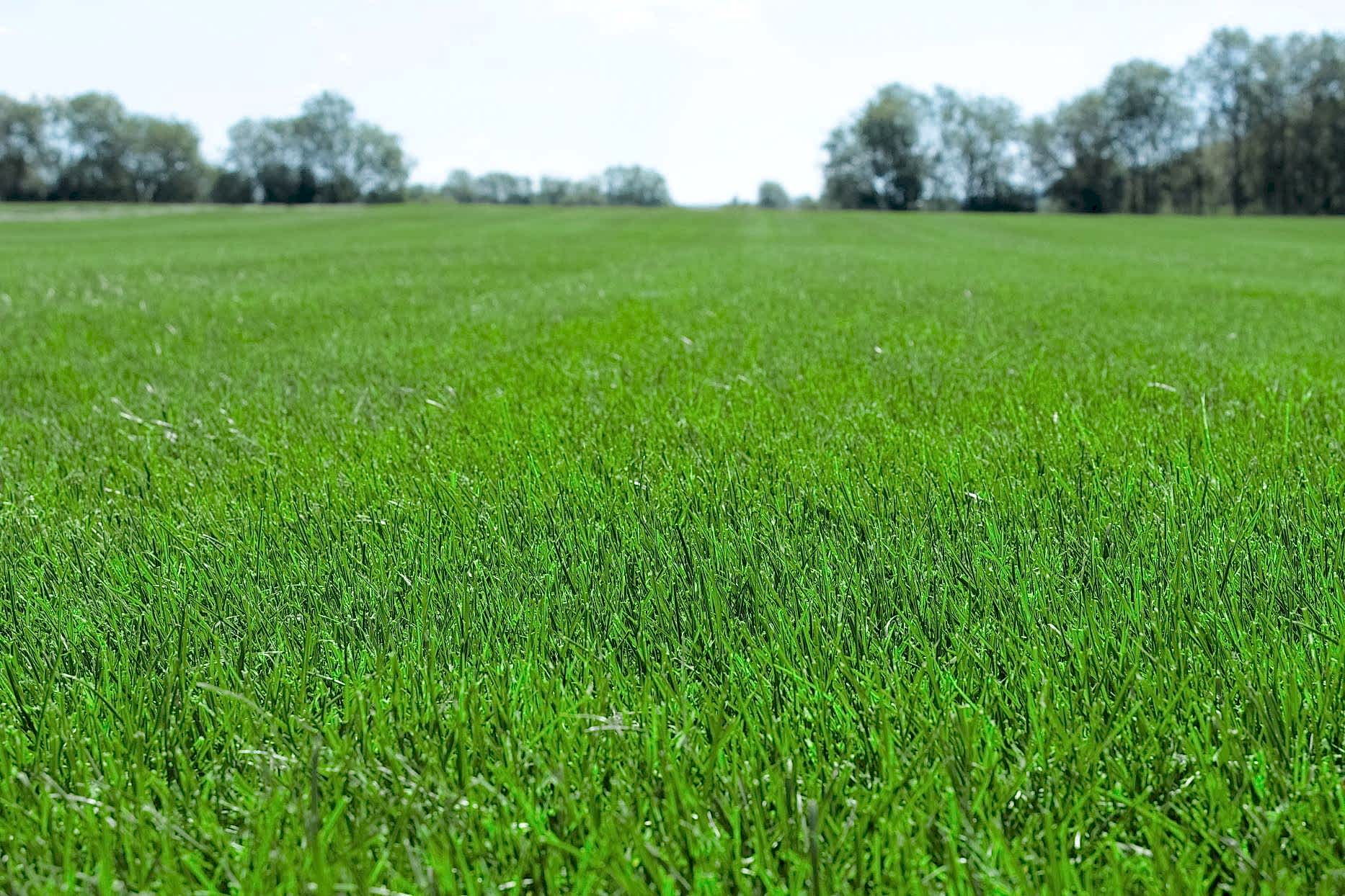 Мы начали срезку газона!
