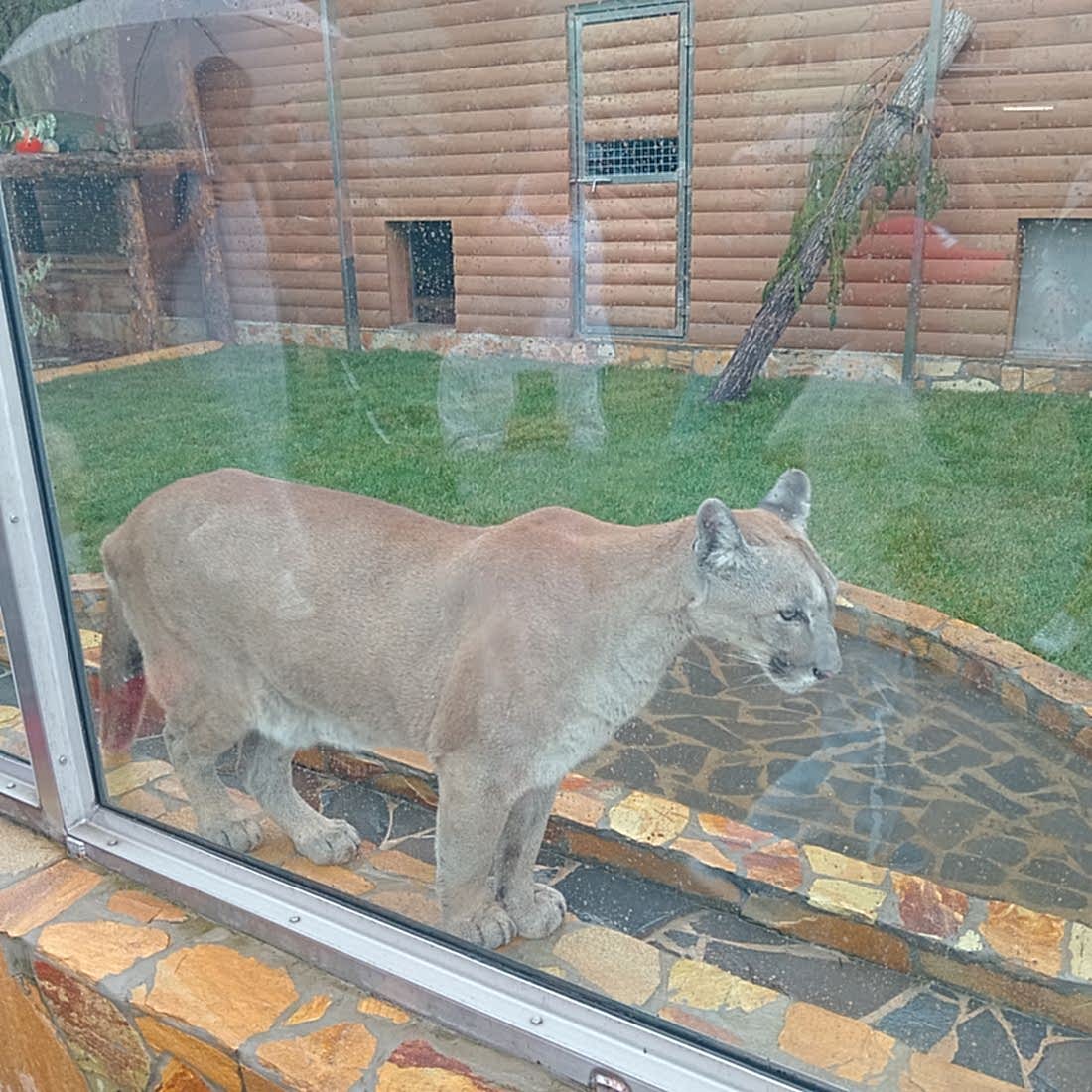 Как защитить новый газон от животных и птиц