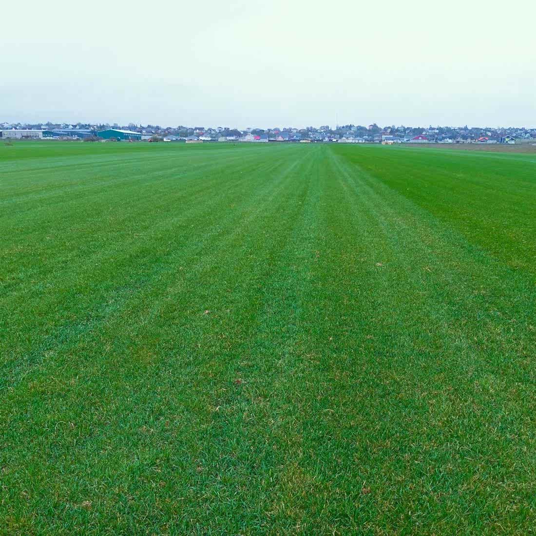 Свежие фото газона! Он хорош!