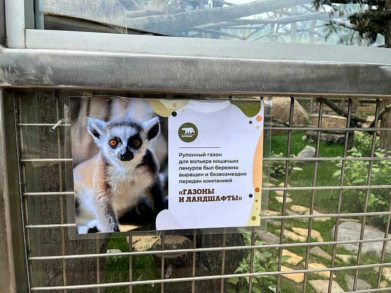 Наш газон в Алматинском зоопарке: подарок капибарам и кошачьим лемурам!