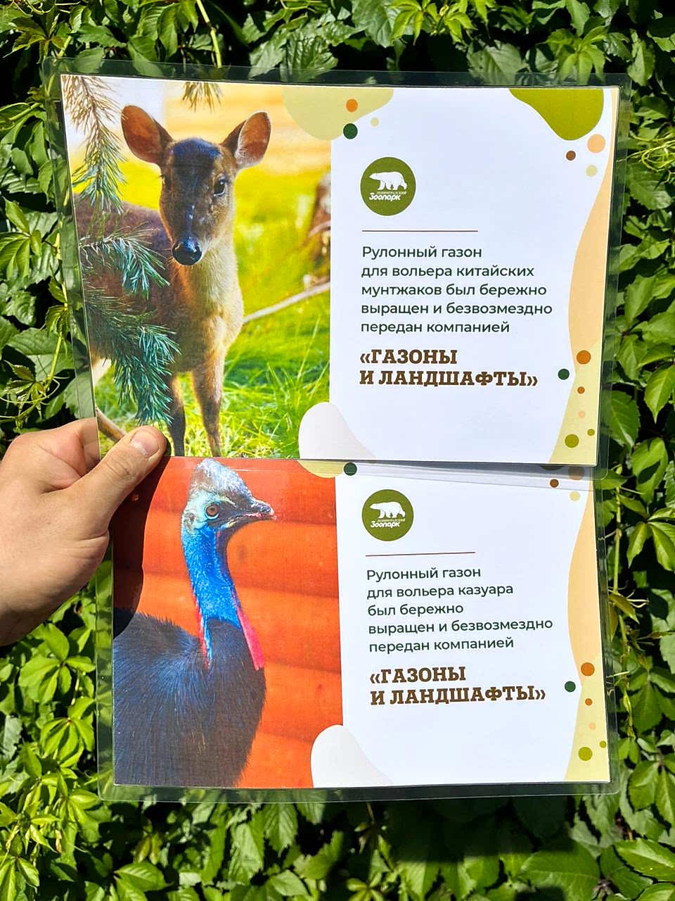 Озеленяем Алматинский зоопарк: наш газон помогает животным перенести жару