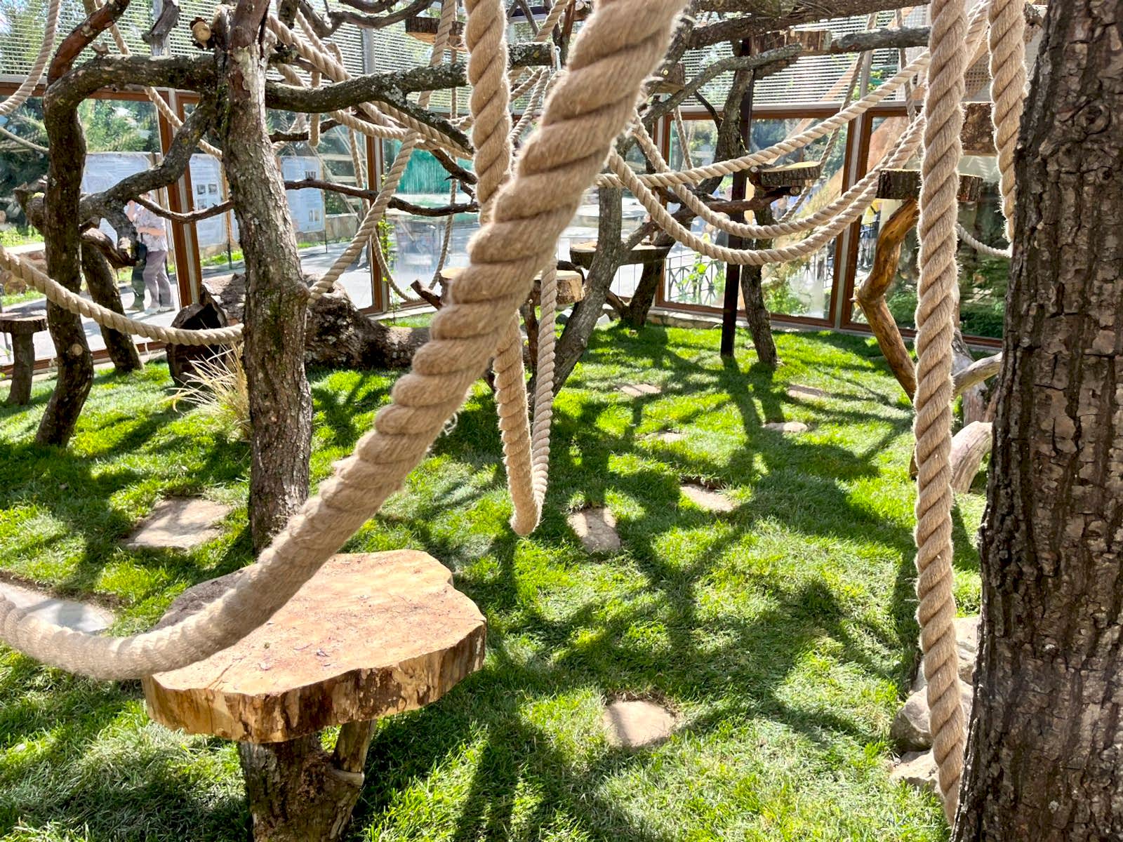 Наш газон в вольере бинтуронгов в Алматинском зоопарке